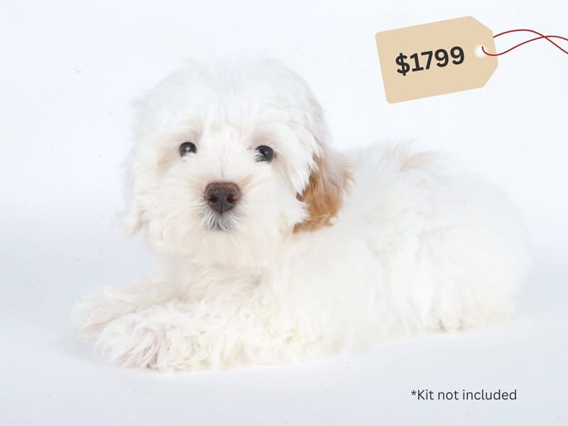 Maltipoo-Dog-Male-White & Apricot Parti-5057618-XO PUPS