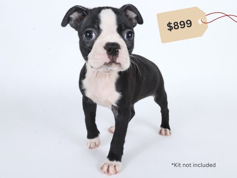 Boston Terrier-Dog-Female-Black / White-5028647-XO PUPS