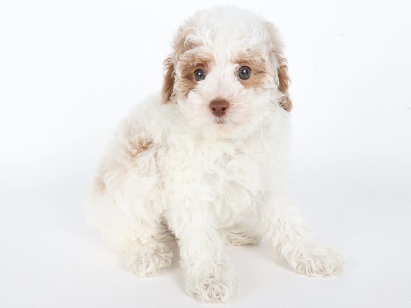 Miniature Poodle-Dog-Male-Cream/White-5062251-XO PUPS
