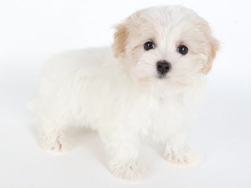 Maltipoo-Dog-Female-Cream/White-5062250-XO PUPS