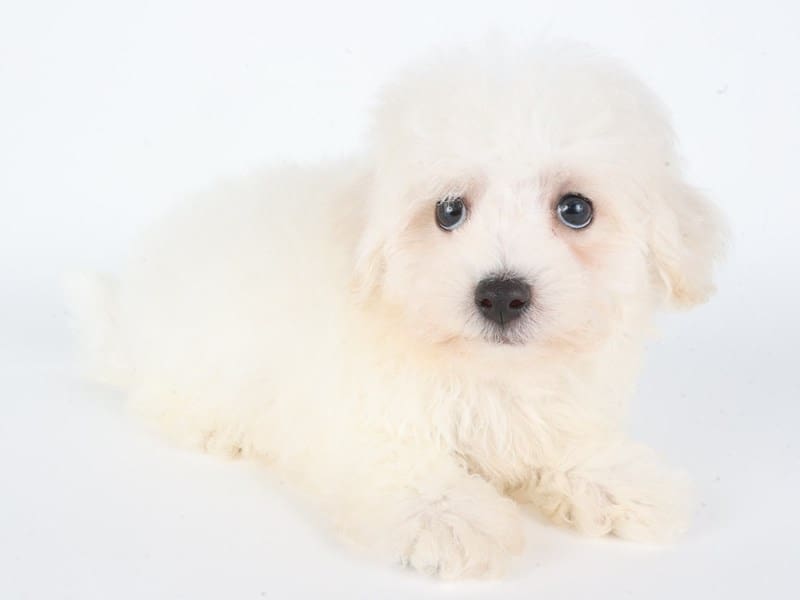 Bichon Frise-Dog-Male-White-5061853-XO PUPS