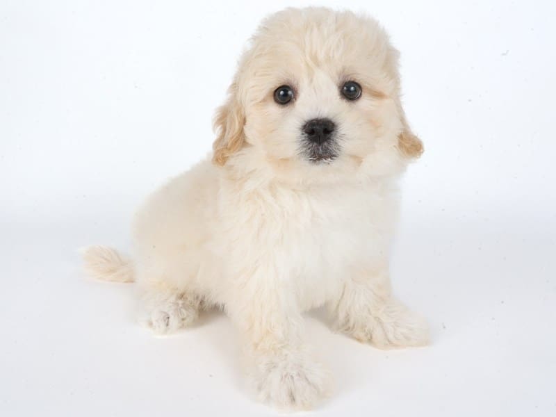 Teddy Bear-Dog-Male-Cream-5061851-XO PUPS