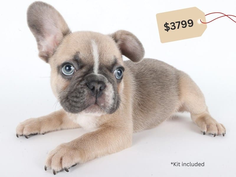 French Bulldog-Dog-Male-Blue Fawn-5046011-XO PUPS