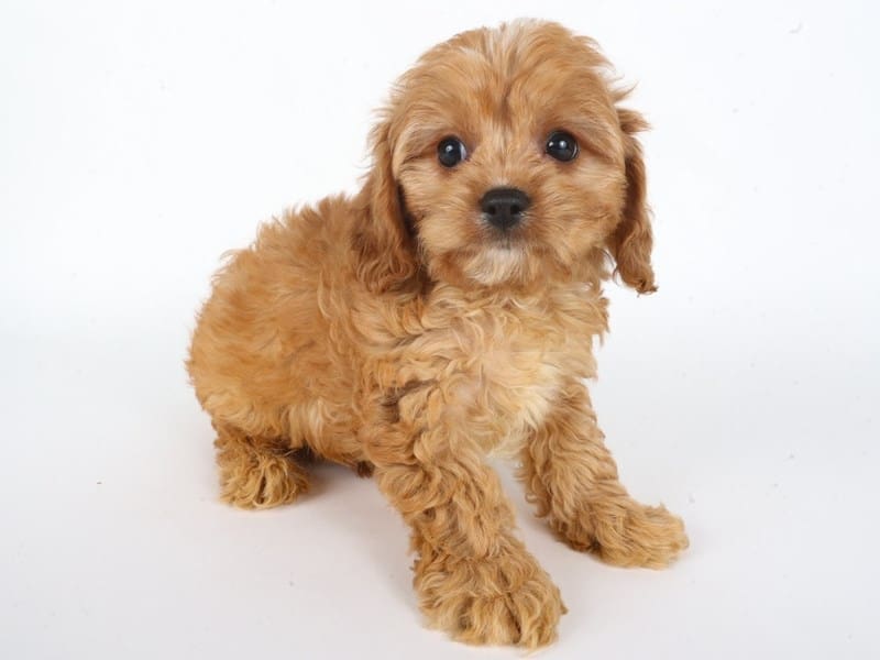 Cavachon-Dog-Male-White/Tan-5063784-XO PUPS