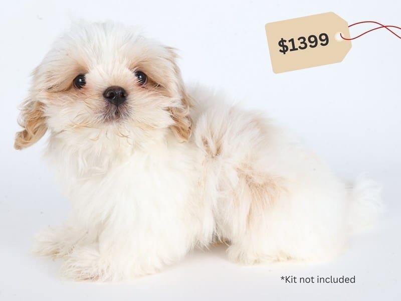 Shih Tzu-Dog-Male-White & Apricot Parti-5041845-XO PUPS