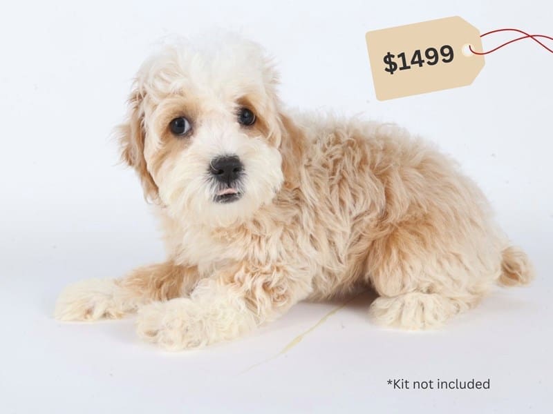 Cock A Poo 2nd Gen-Dog-Female-Red / White-5049505-XO PUPS
