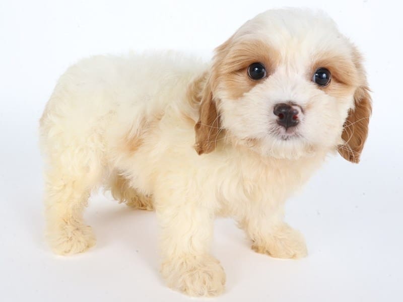 Cavachon-Dog-Male-White/Tan-5060795-XO PUPS