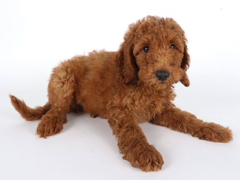 [#14722] Red Male Miniature Goldendoodle Puppies For Sale #2