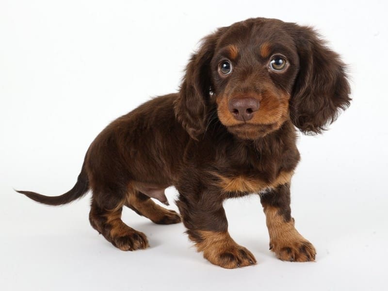 [#14726] Chocolate and Tan Male Miniature Dachshund Puppies For Sale #2