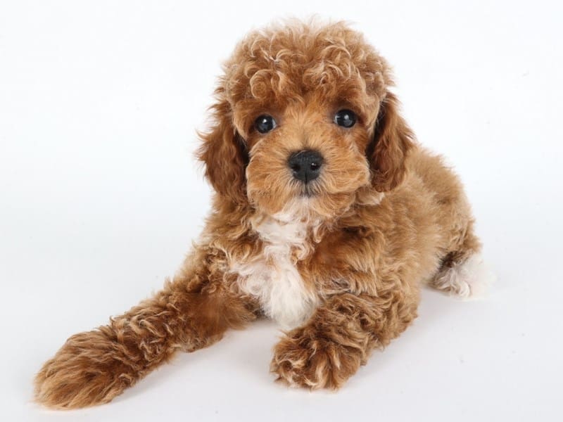 Miniature Poodle-Dog-Male-Apricot-5060898-XO PUPS