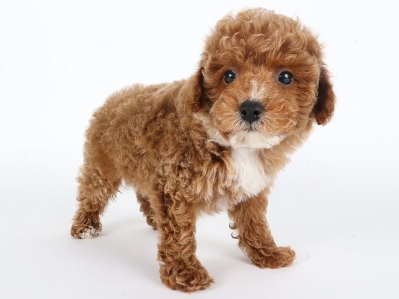 [#14728] Apricot Male Miniature Poodle Puppies For Sale #3