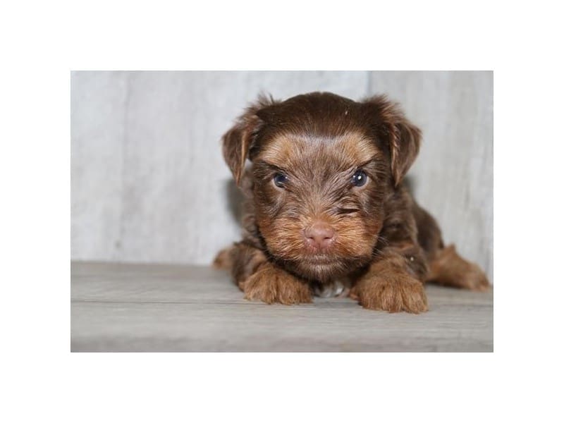 [#14735] Chocolate Male Yorkshire Terrier Puppies For Sale #2