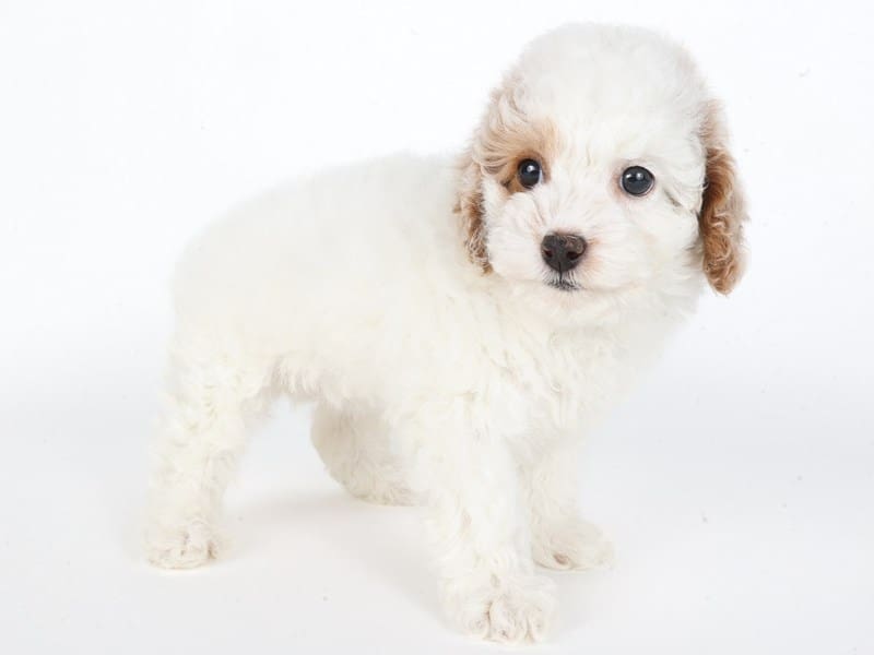 Miniature Poodle-Dog-Female-Cream/White-5062252-XO PUPS