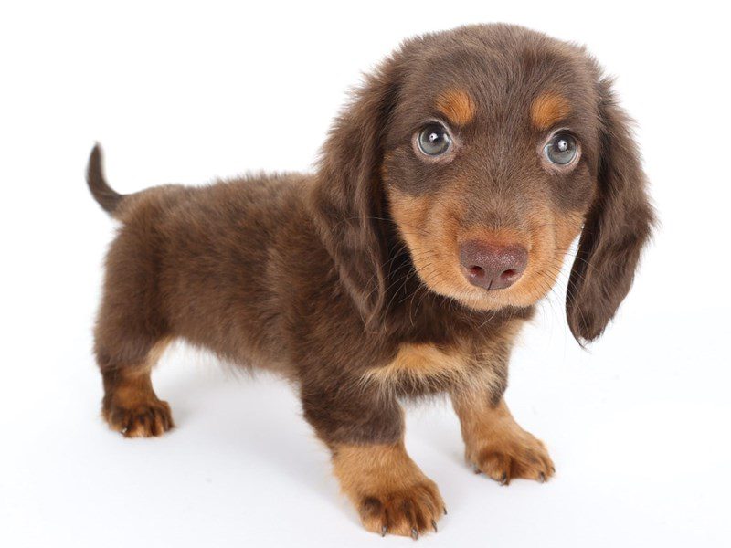 [#14739] Chocolate and Tan Male Miniature Dachshund Puppies For Sale #2