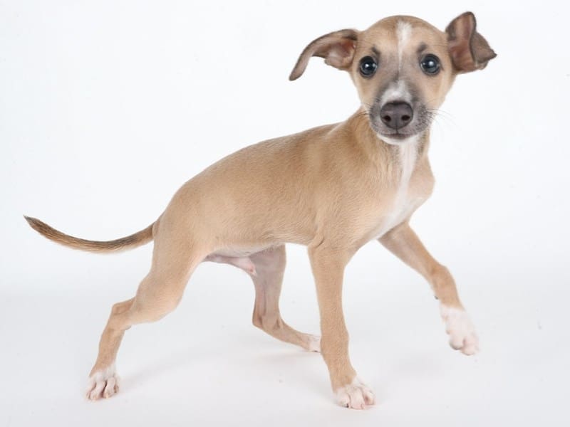 [#14733] Fawn and White Male Italian Greyhound Puppies For Sale #2