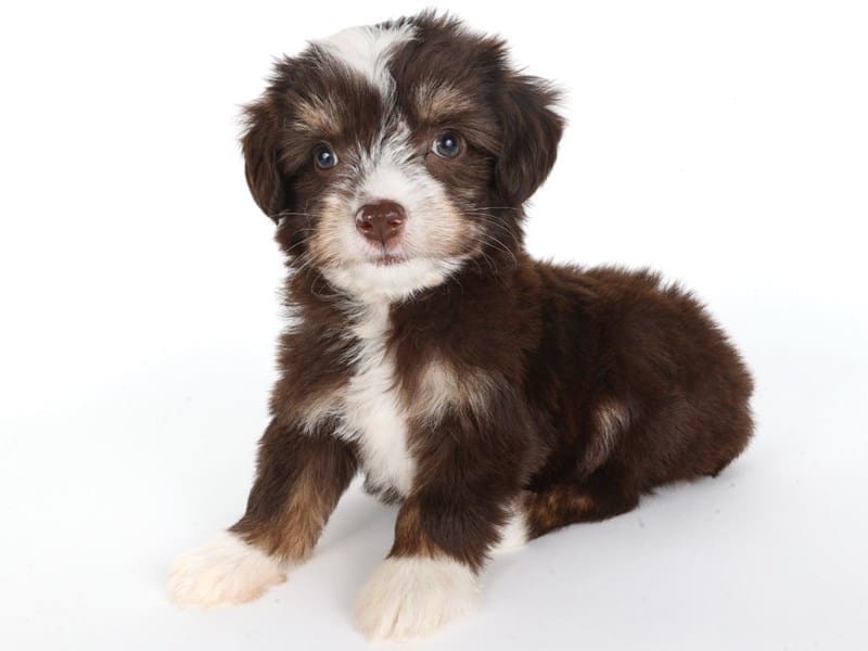 [#14731] Chocolate / White Female Aussiepoo Puppies For Sale #3