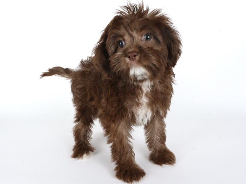 [#14685] Chocolate Female Cavapoo Puppies For Sale #3