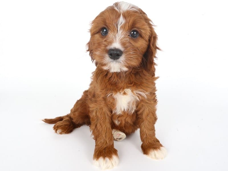 Cavapoo-Dog-Female-Red-5062871-XO PUPS
