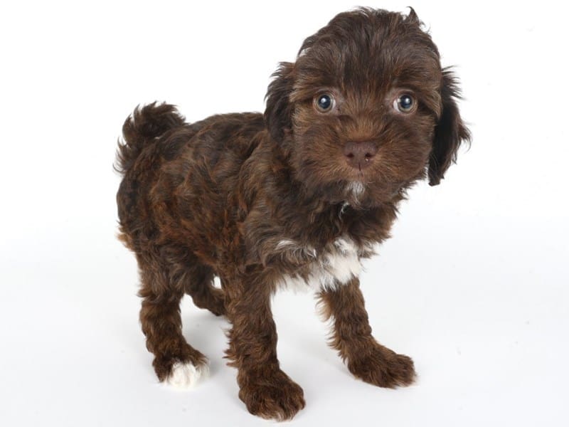 [#14744] Chocolate / White Male Havapoo Puppies For Sale #3