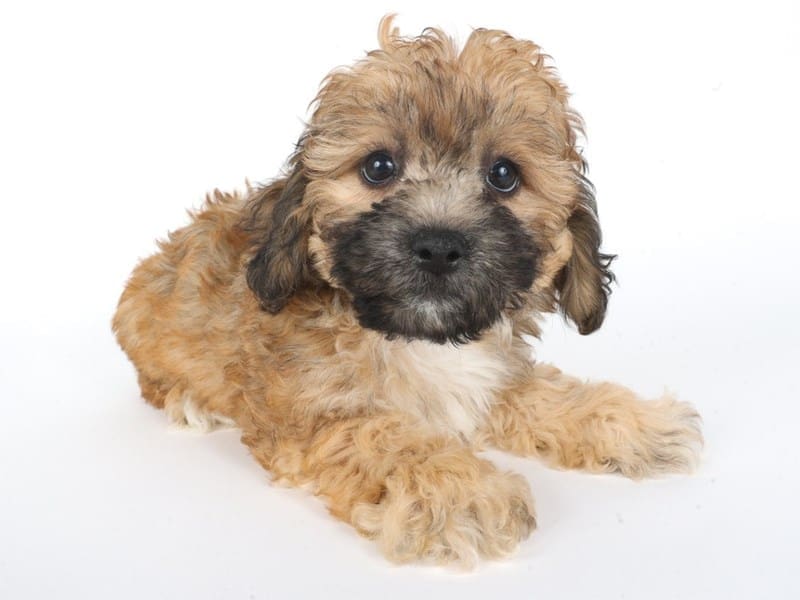 [#14745] Chocolate Sable Male Teddy Bear Puppies For Sale #3