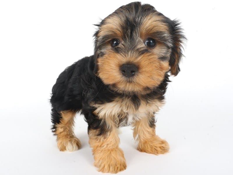 Yorkiepoo-Dog-Male-Black / Tan-5062877-XO PUPS