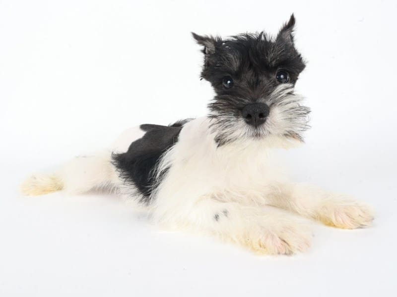 [#14747] Black and White Male Miniature Schnauzer Puppies For Sale #3