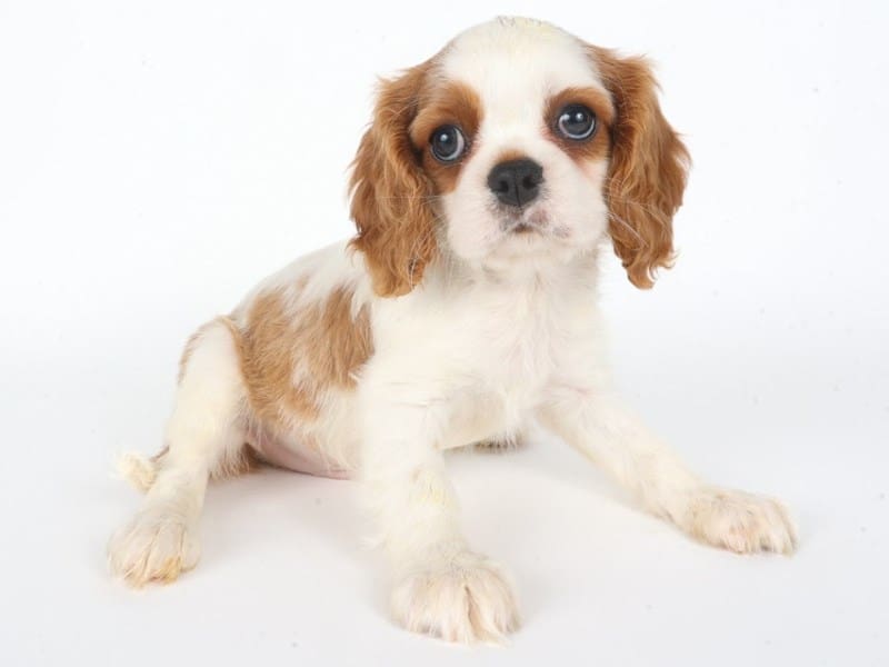 [#14748] Blenheim and White Male Cavalier King Charles Spaniel Puppies For Sale #2