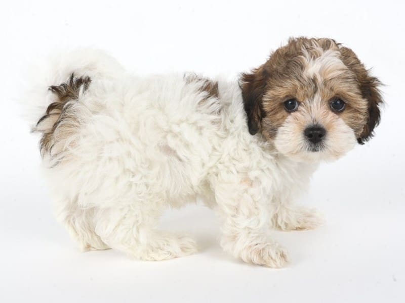 [#14750] Sable & White Male Shihpoo Puppies For Sale #2