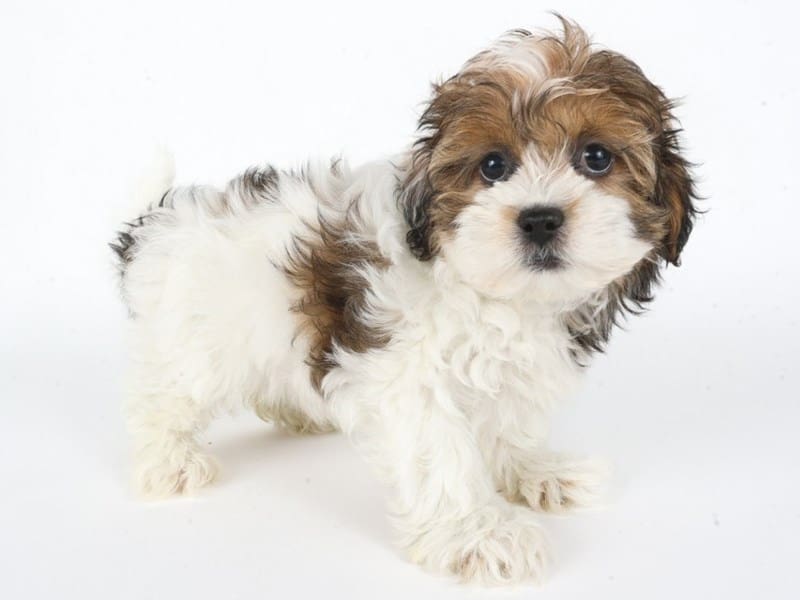 [#14751] Sable & White Female Shihpoo Puppies For Sale #2