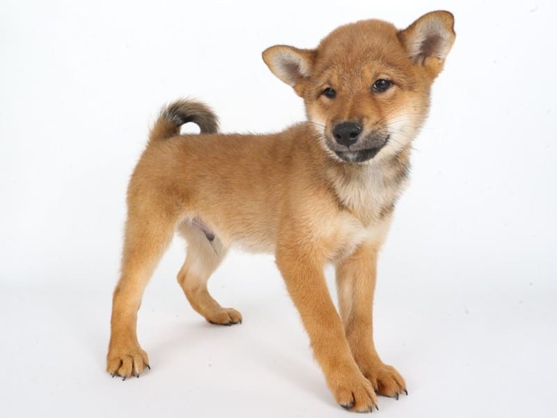 [#14732] Red/White Male Shiba Inu Puppies For Sale #2