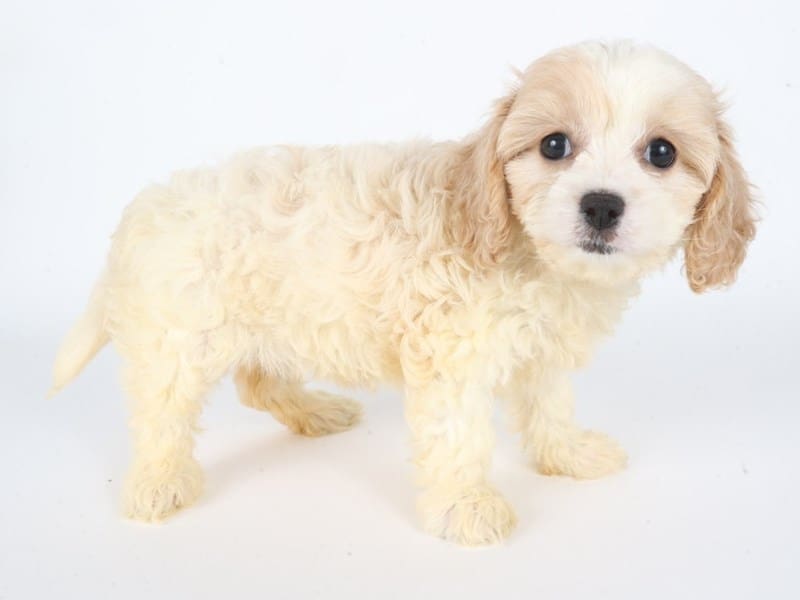 [#14754] White/Tan Female Cavachon Puppies For Sale #2