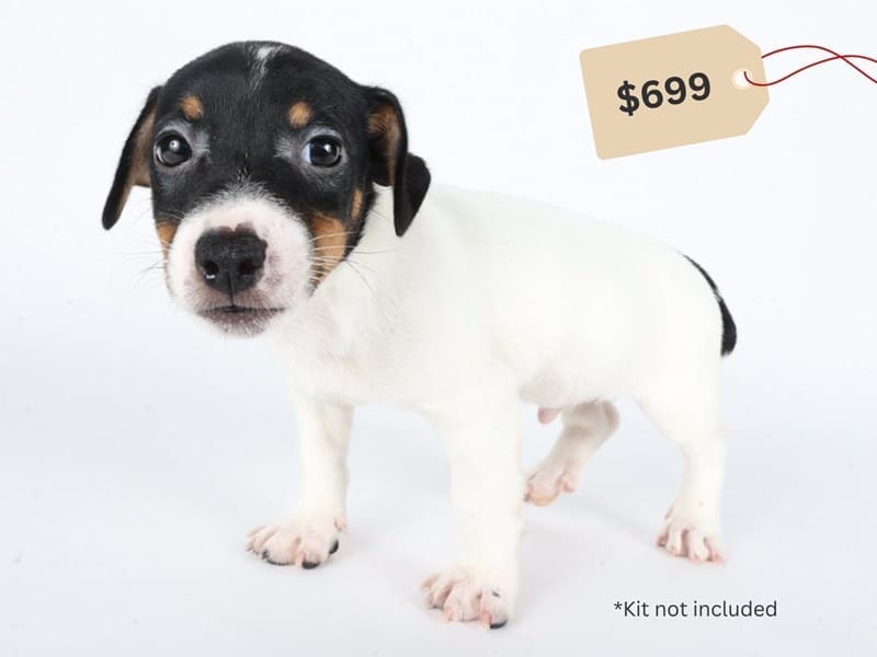 [#14670] Tri Color Male Jack Russell Terrier Puppies For Sale #3
