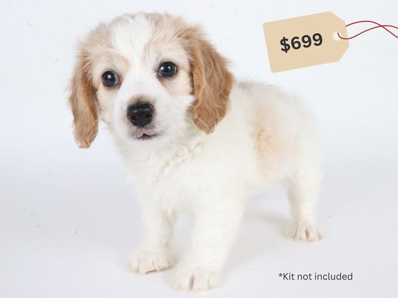 [#14642] White & Cream Male Doxiepoo Puppies For Sale #3