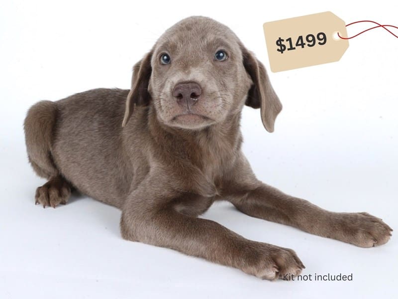 Labrador Retriever-Dog-Female-Silver-5059096-XO PUPS