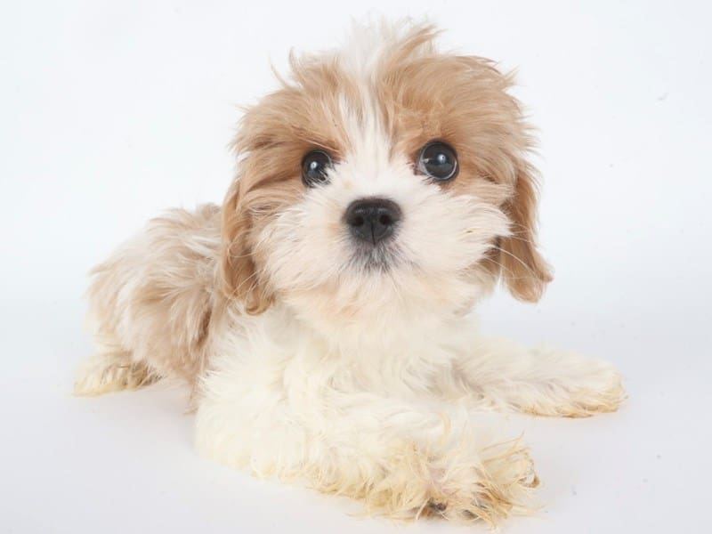 [#14729] Red / White Female Cavatese Puppies For Sale #3