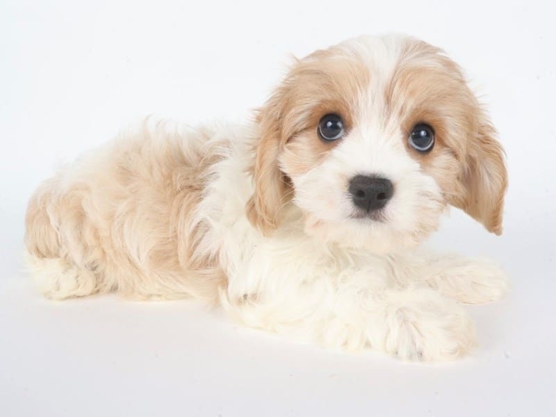 [#14730] Red / White Male Cavatese Puppies For Sale #3