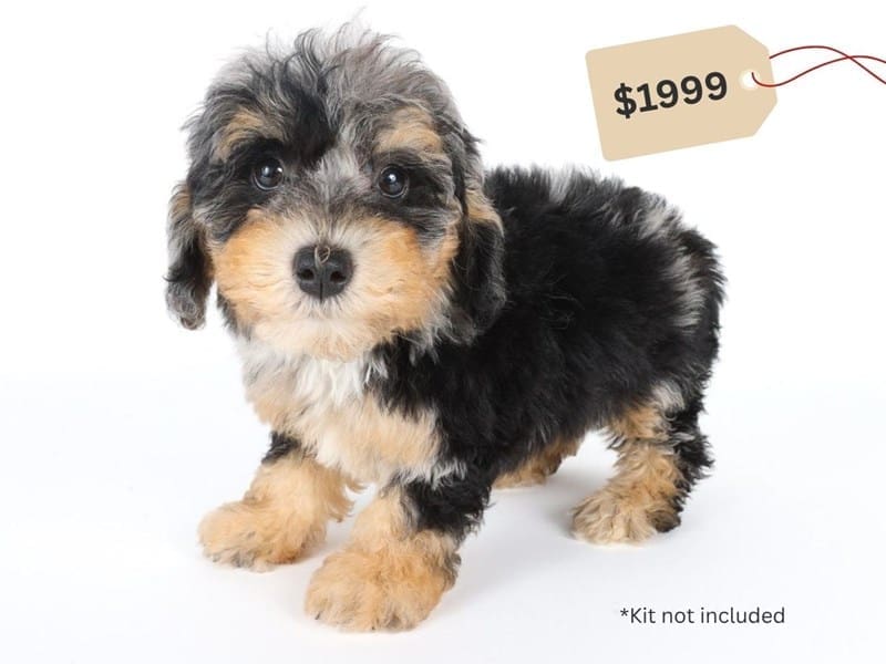 Miniature Sheepadoodle 2nd Gen-Dog-Female-Merle-5060285-XO PUPS