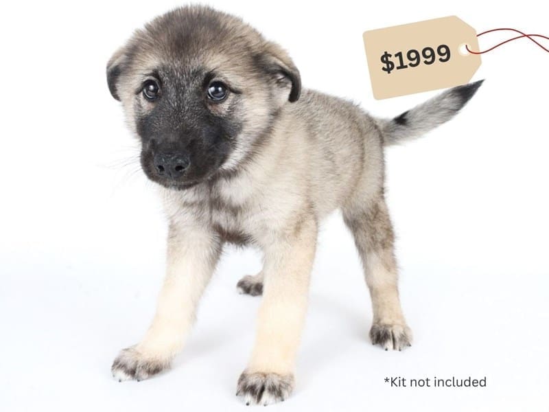 Norwegian Elkhound-Dog-Male-Gray Black / Silver-5062239-XO PUPS