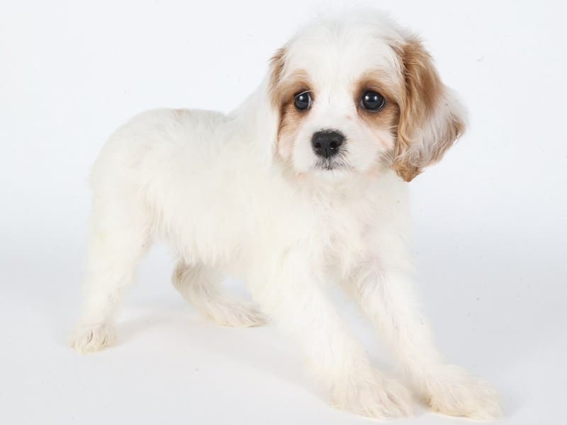 [#14756] Blenheim Female Cavachon Puppies For Sale #3