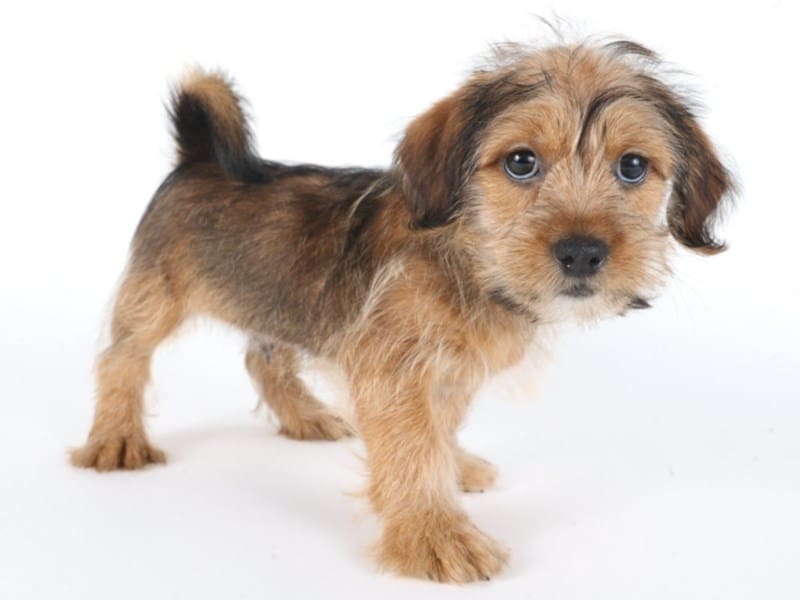 [#14758] Brown / White Male Shorkie Puppies For Sale #3