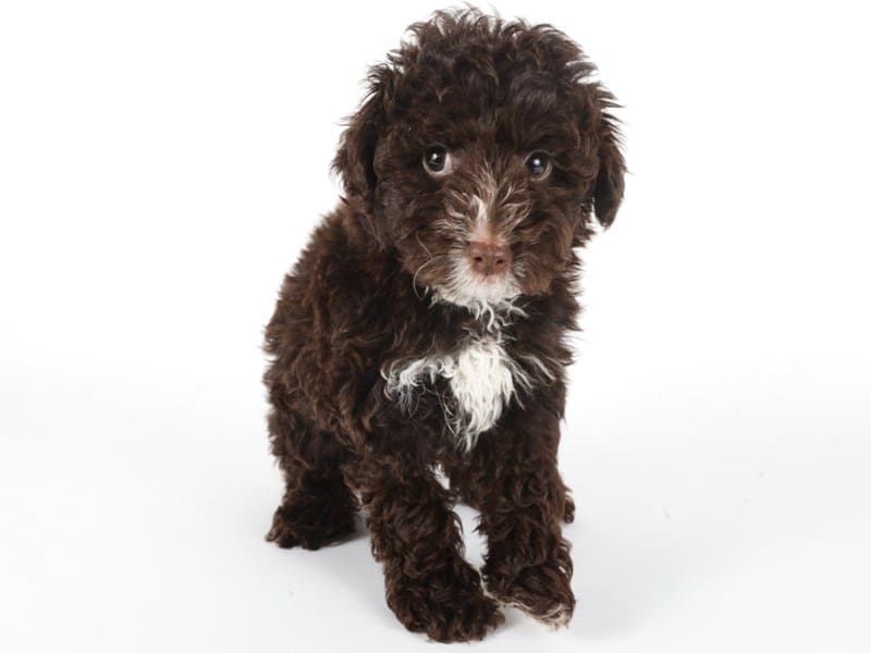 [#14759] Chocolate Male Yorkiepoo Puppies For Sale #2