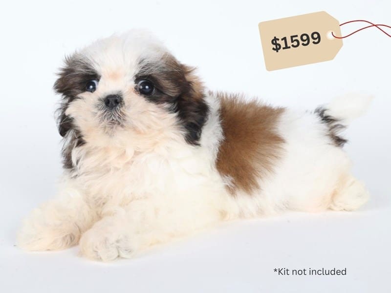 [#14682] Brindle / White Male Shih Tzu Puppies For Sale #4