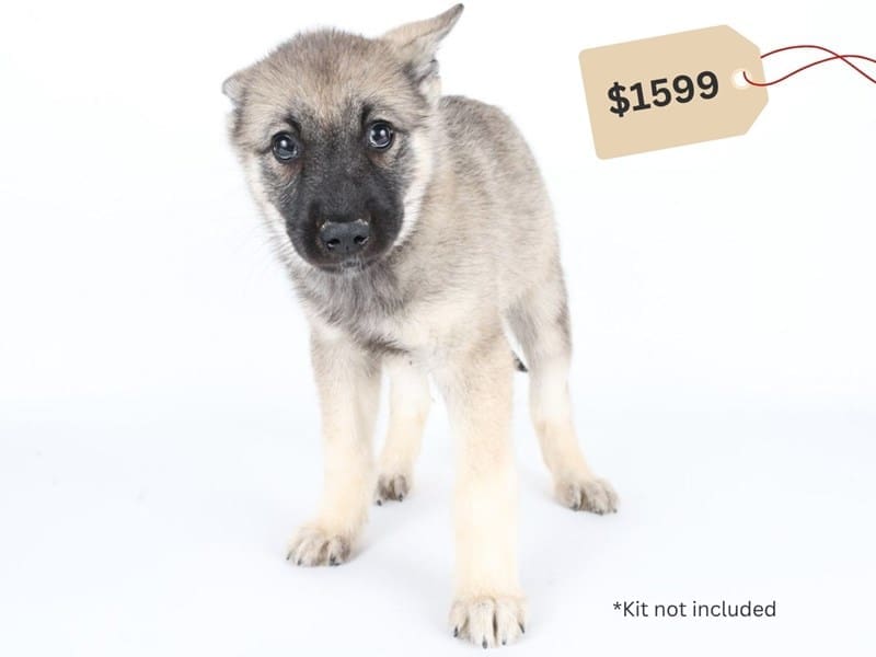 [#14737] Gray Black / Silver Female Norwegian Elkhound Puppies For Sale #4
