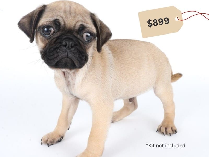 [#14675] Fawn Male Pug Puppies For Sale #3