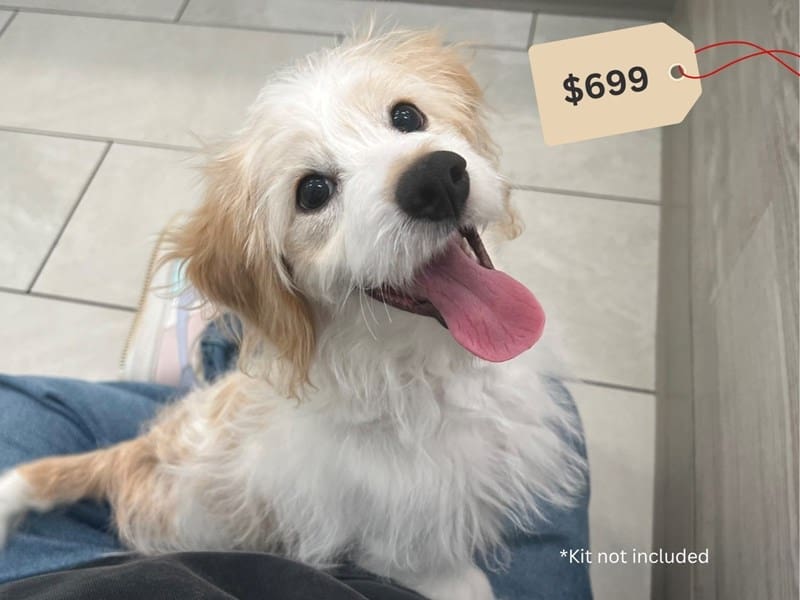 Doxiepoo-Dog-Male-White & Cream-5029877-XO PUPS