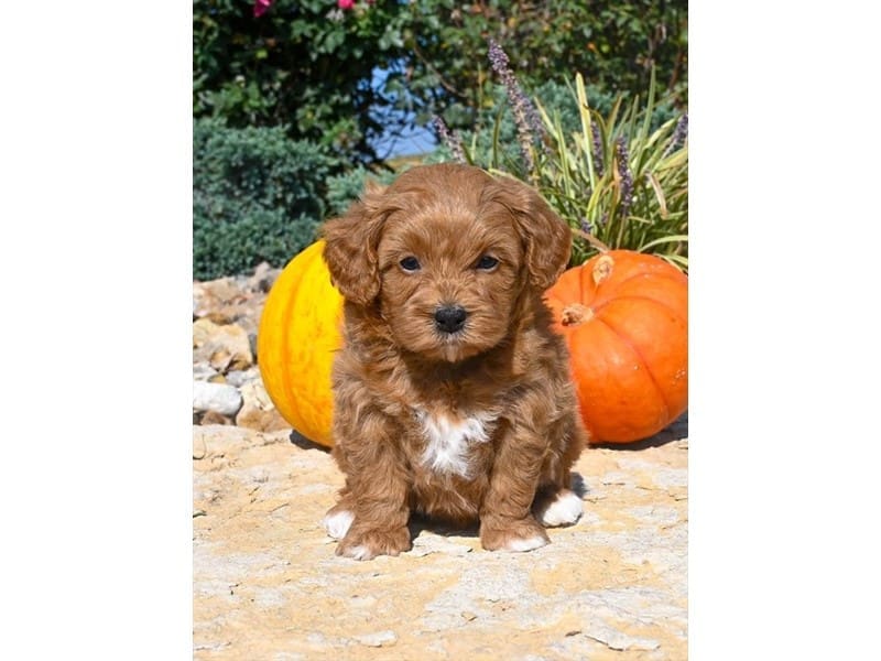 [#14767] Red Male Miniature Bernedoodle 2nd Gen Puppies For Sale #2