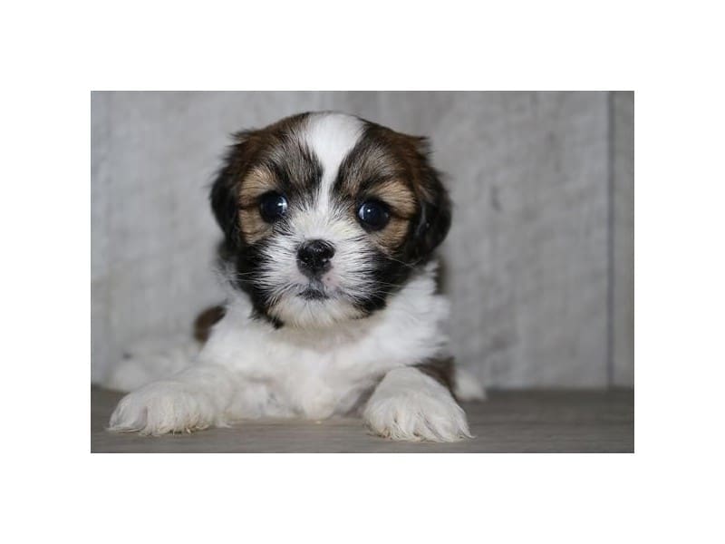 [#14764] Brindle / White Female Lhasa Apso Puppies For Sale #2