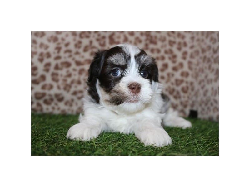 [#14765] Chocolate / Tan Male Havanese Puppies For Sale #2