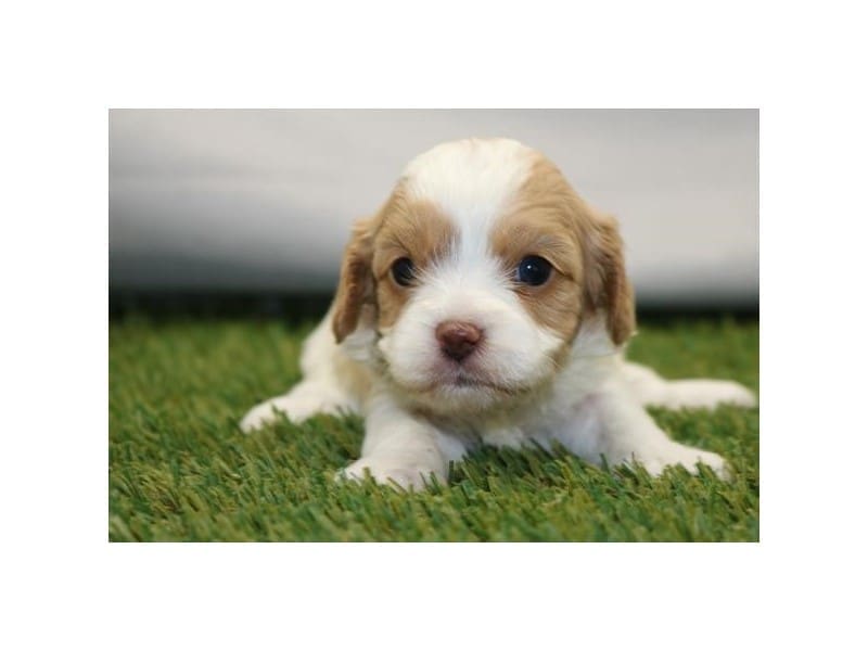 [#14766] Blenheim Female Cavapoo Puppies For Sale #2