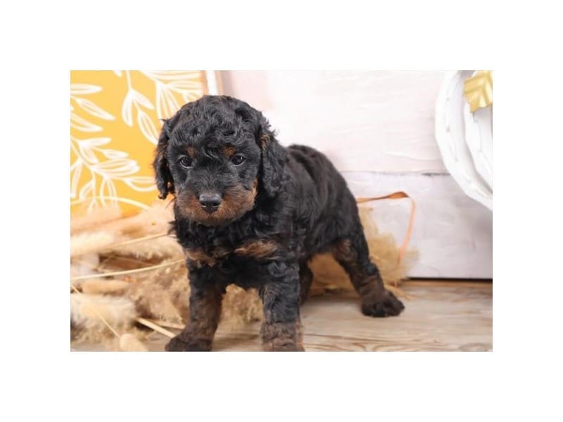 [#14768] Black / Tan Male Miniature Bernedoodle Puppies For Sale #2